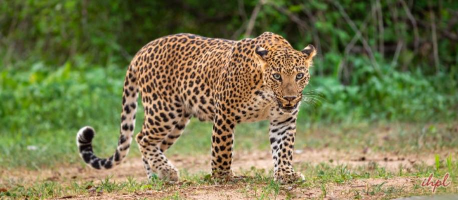 Laokhowa Wildlife Sanctuary