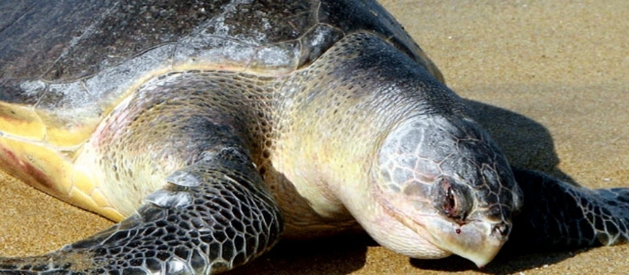 Malvan Marine Sanctuary