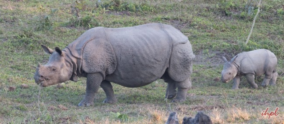 Wildlife in Manas National Park