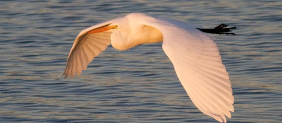 Manjira Wildlife & Bird Sanctuary