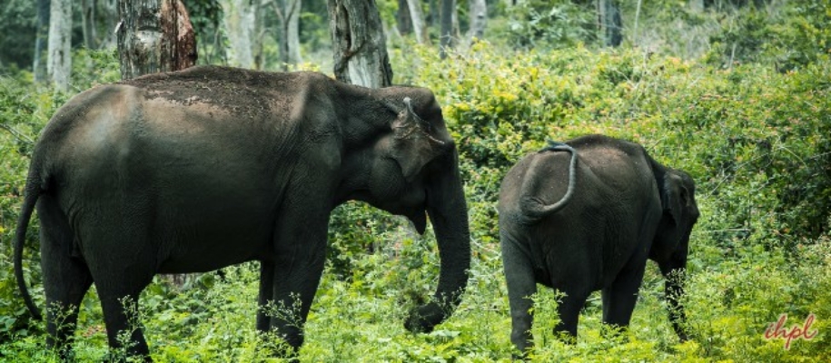 Mrigavani National Park