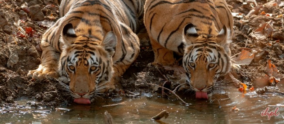 Mundanthurai Wildlife Sanctuary