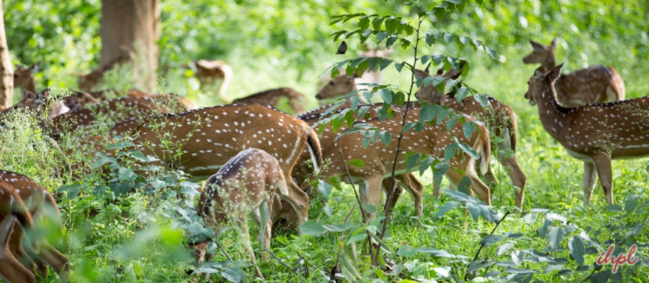 Mudumalai Wildlife Sanctuary