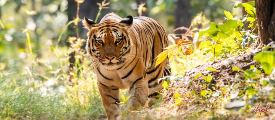 Nagzira Wildlife Sanctuary