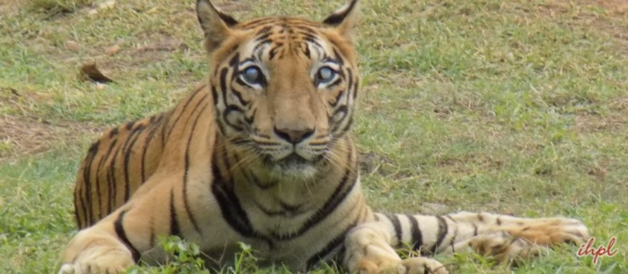 Nayagaon Mayur Sanctuary