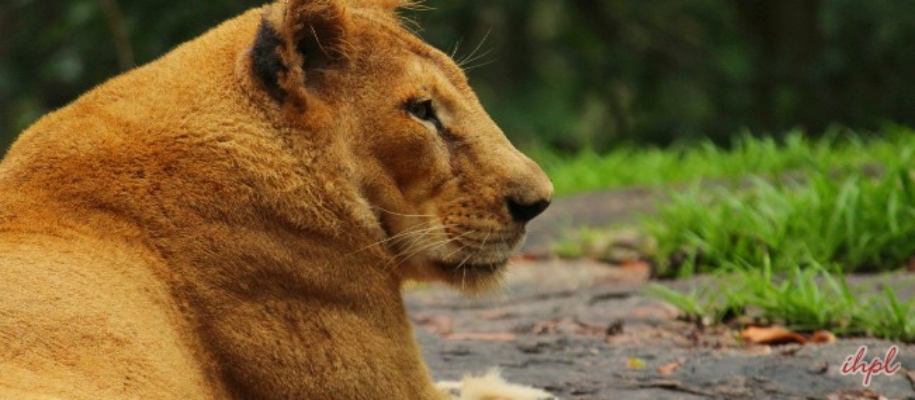 Neyyar Wildlife Sanctuary