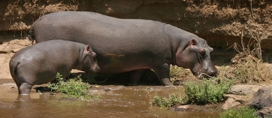 Pabha or Milroy Sanctuary