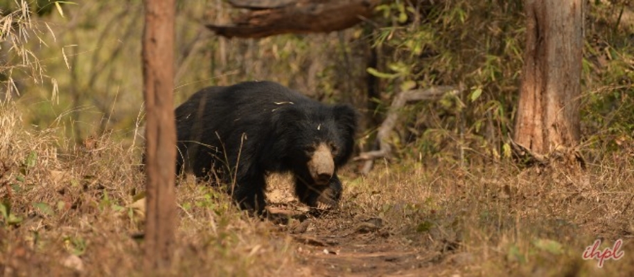 Padmatala Wildlife Sanctuary