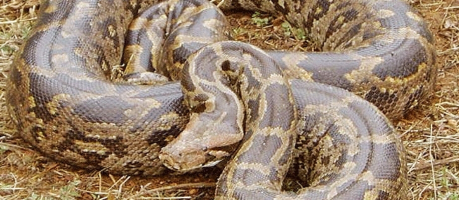 Pakhal Wildlife Sanctuary