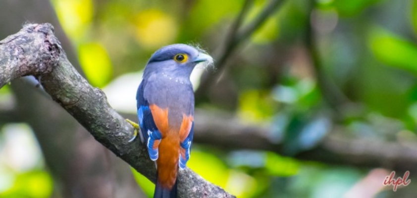 Wildlife Sanctuaries In Central India