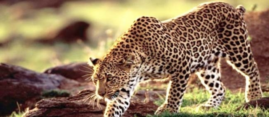 Papikonda Wildlife Sanctuary