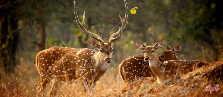 Peechi Vazhani Wildlife Sanctuary