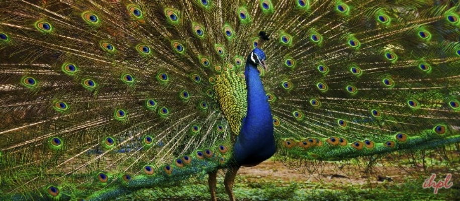 Phansad Wildlife Sanctuary