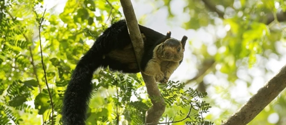 Pocharam Forest Sanctuary