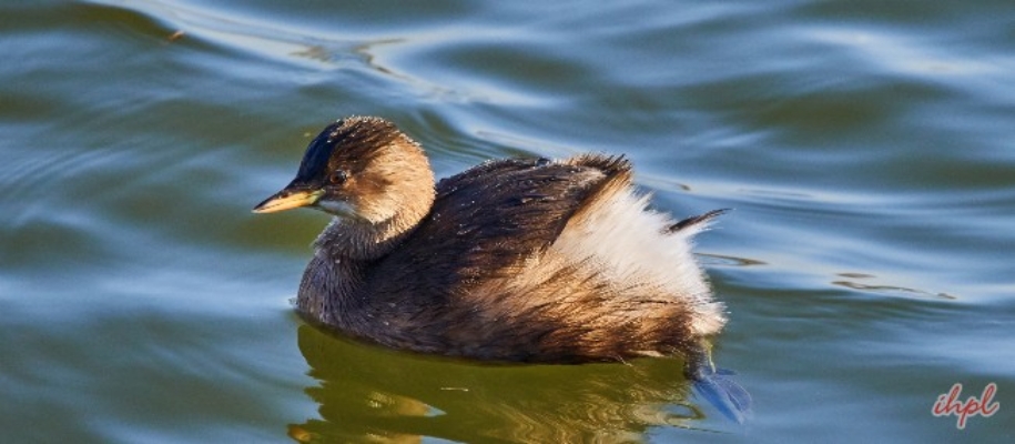 Point Calimere Wildlife Sanctuary