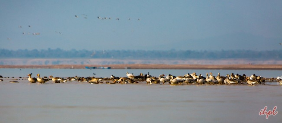 Pong Lake Wildlife Sanctuary
