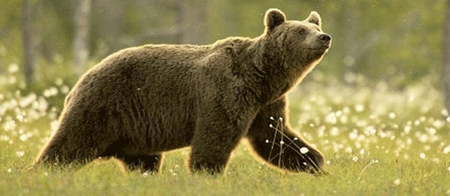Pranhita Wildlife Sanctuary