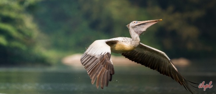 Pulicat Sanctuary