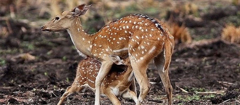 Radhanagri Wildlife Sanctuary