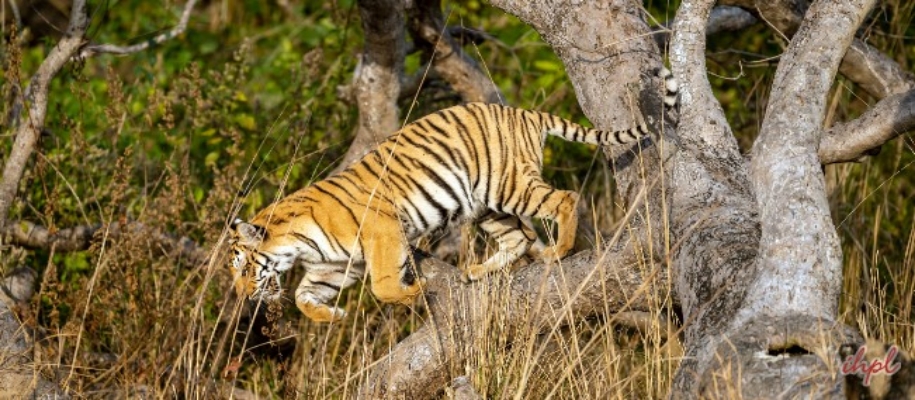 Rajamala Wildlife Sanctuary
