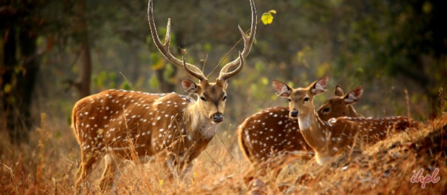 Alisagar Deer Park