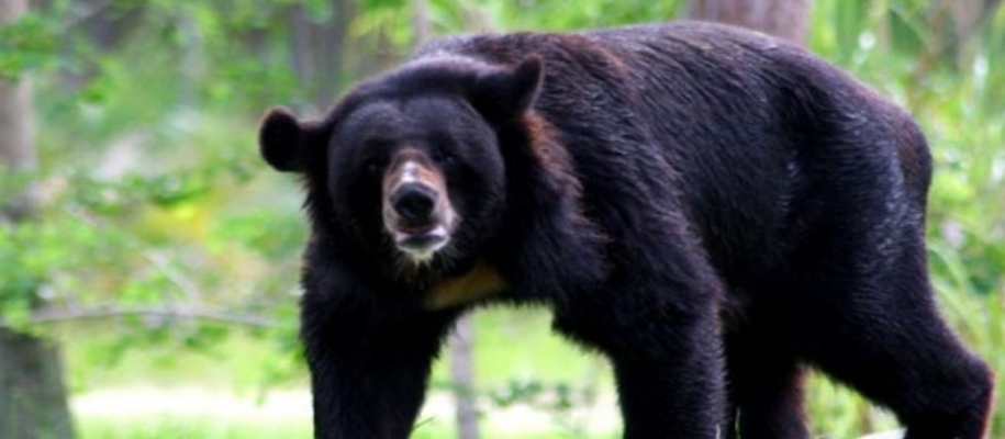 Ratanmahal and Jessore Sloth Bear