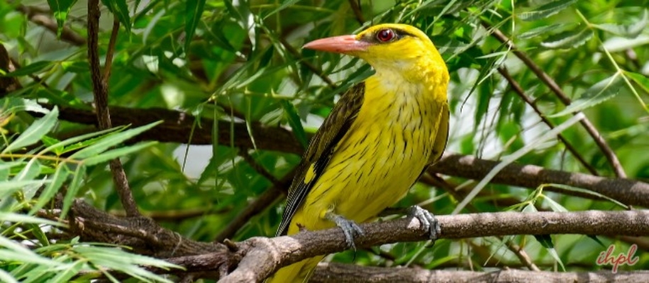 Rollapadu Bird Sanctuary