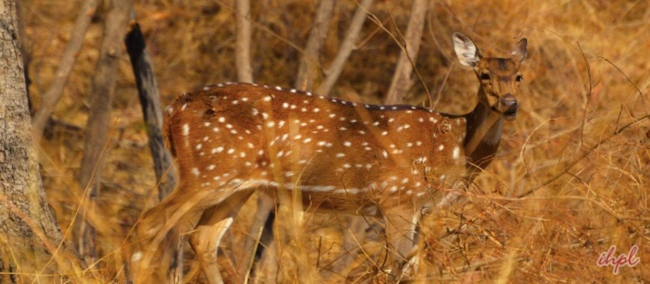 Sagareshwar Sanctuary