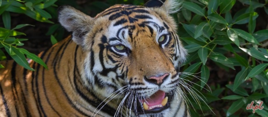 Sanjay Dubri Wildlife Sanctuary