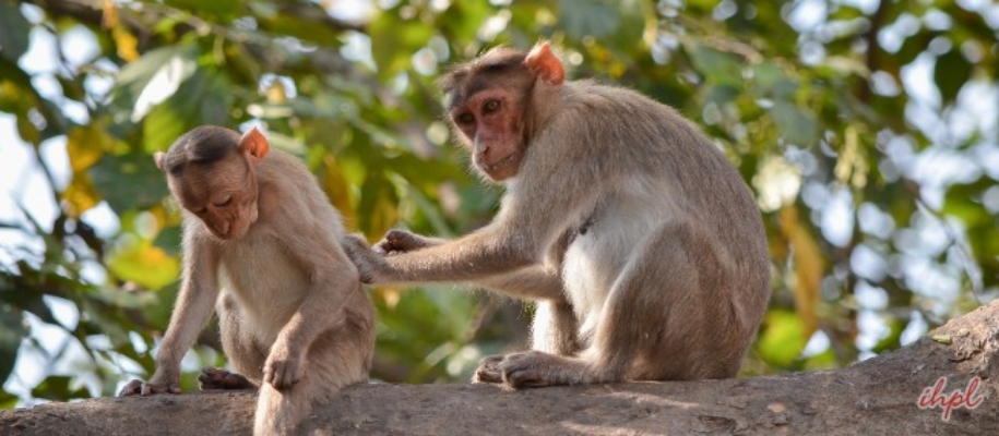 Sanjay Gandhi National Park