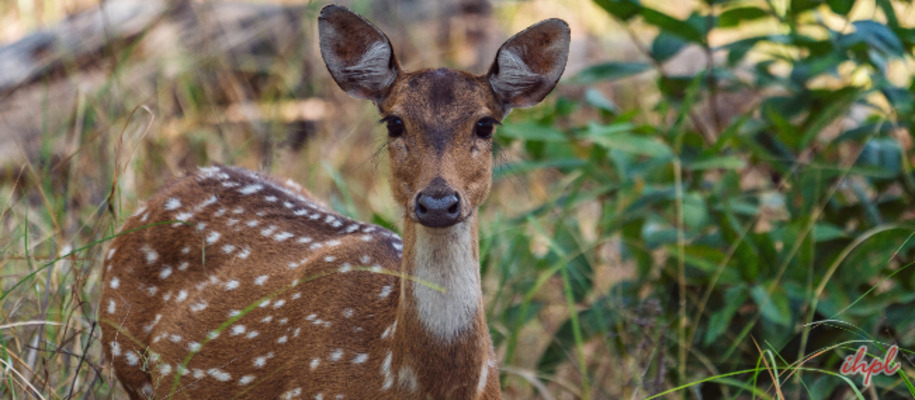 Satpura National Park