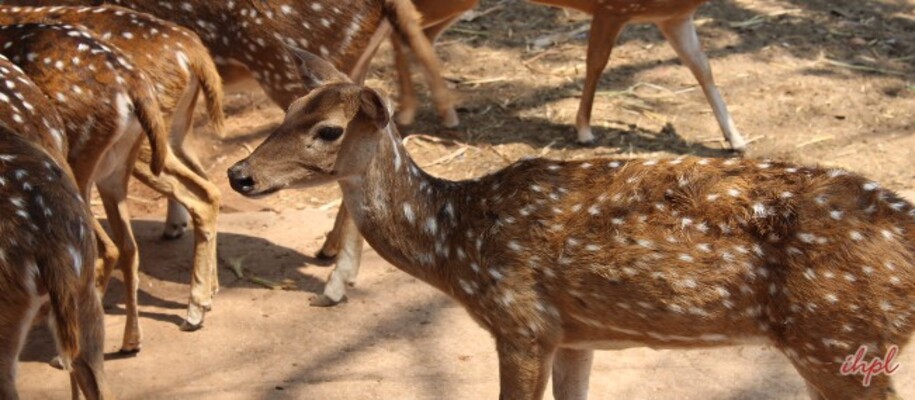 Shamirpet Deer Park