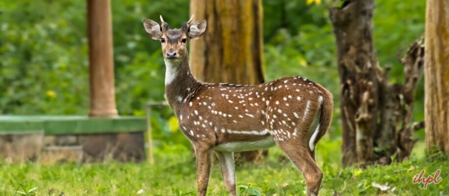 Shendurni Wildlife Sanctuary