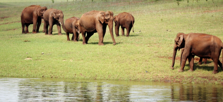 Project Elephant