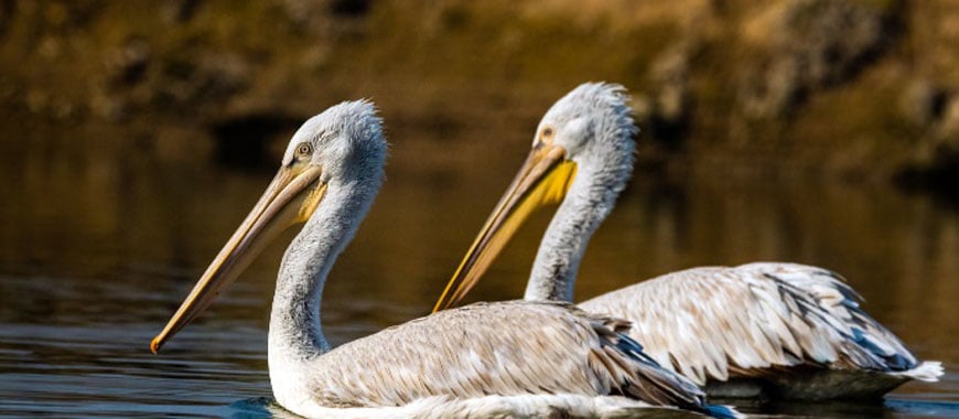 short-trip-bharatpur