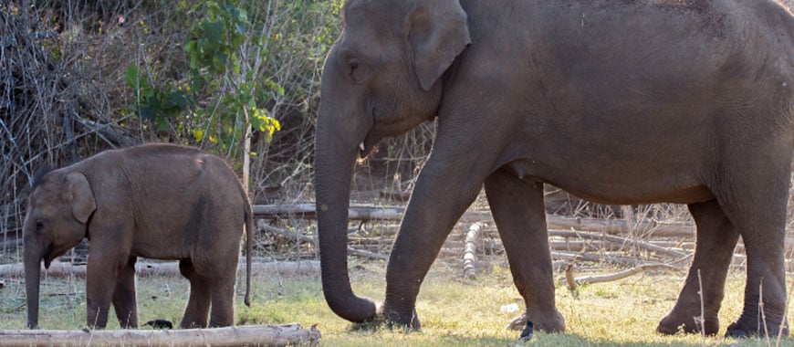 Weekend Getaway from Bangalore to Nagarhole