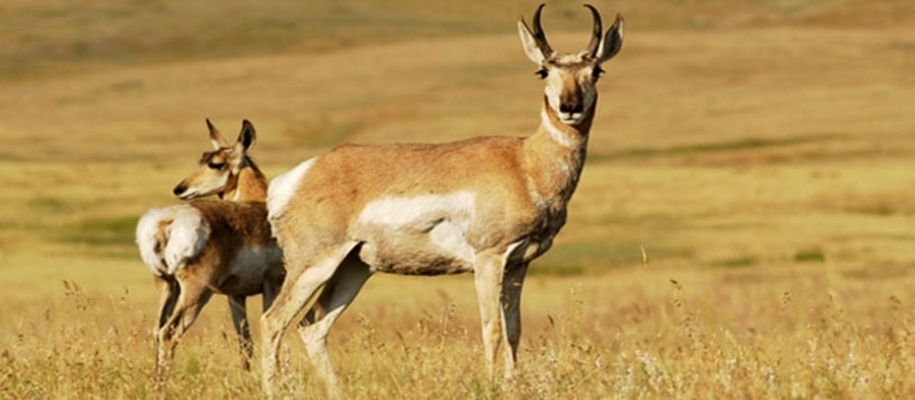 Simbalbara Wildlife Sanctuary
