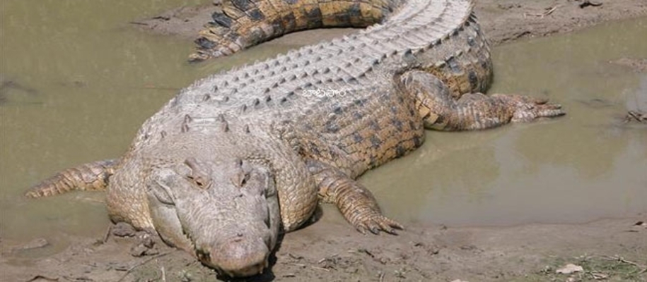 Sivaram Wildlife Sanctuary