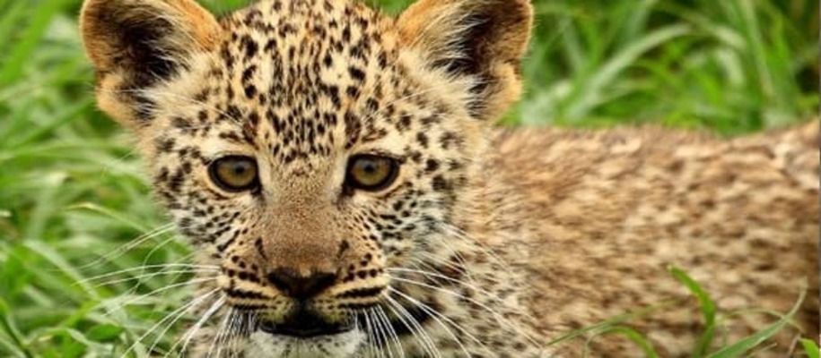 Sonai Rupai Wildlife Sanctuary