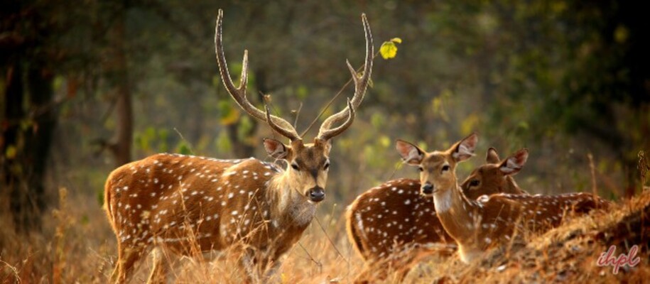 Sri Venkateshwara National Park