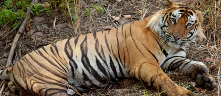 Sunabeda Wildlife Sanctuary