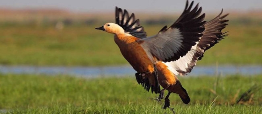 Tikarpada Wildlife Sanctuary