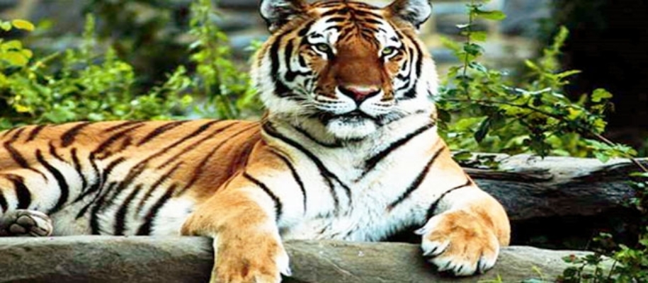 Ushakothi Sanctuary