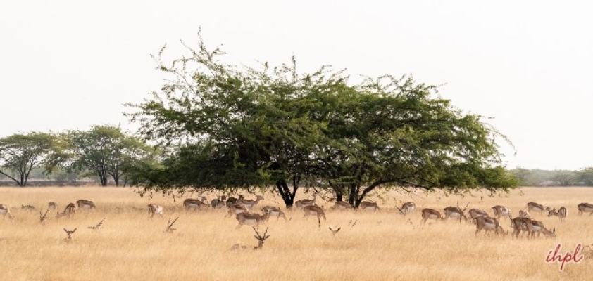 Velavadar Blackbuck National Park