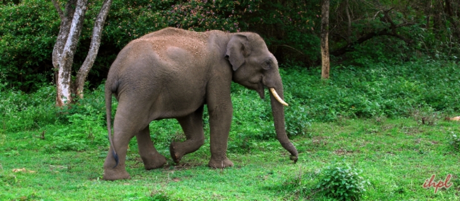 National Parks in South India