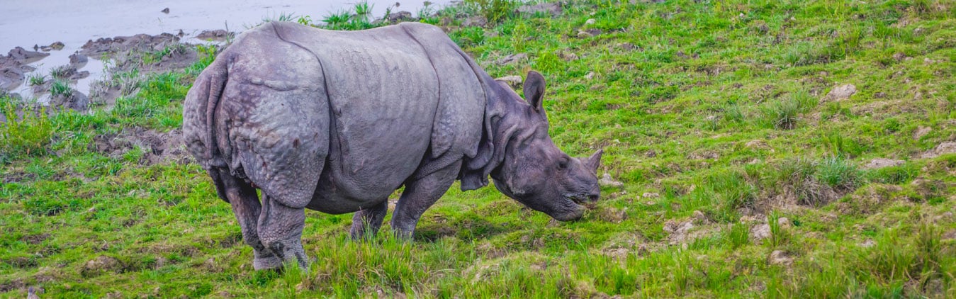 Short Escape to Kaziranga and Manas Wildlife Tour