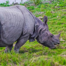 Kaziranga-and-Manas-Wildlife-Tour