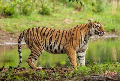 one-day-trip-munnar-chinnar-wildlife-sanctuary