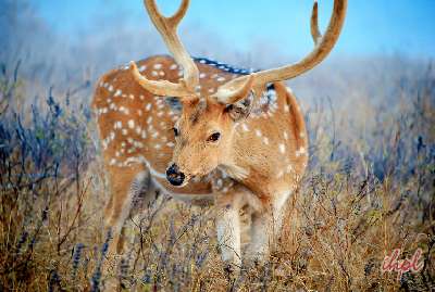 honeymoon-places-near-Chennai-ooty