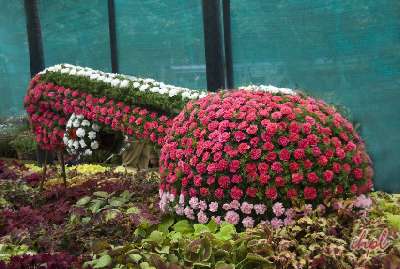 Kurseong - The White Orchid Land